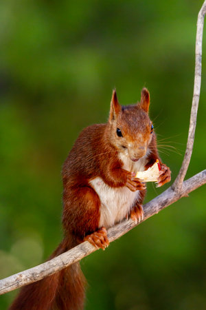 Red squirrel perched on a branch and eating an apple.の写真素材