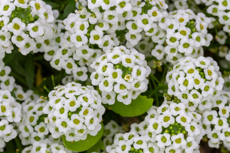 The alyssum flower or also known as Lobularia maritima used as an aid to pollination and pest...
