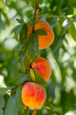 Peaches on the tree ready to be harvested in the month of July in Spainの写真素材