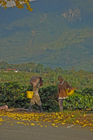 Coffee landscapeのeditorial素材