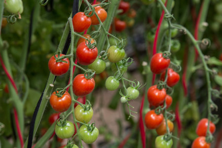 Red and green fresh cherry tomatoes.