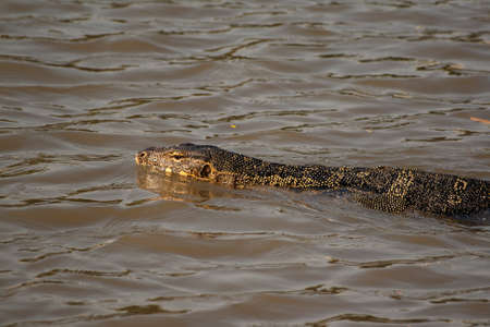 Reptile in the lake of Lumpini Park, Bangkokの写真素材