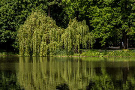 In the central park of Warsawの写真素材