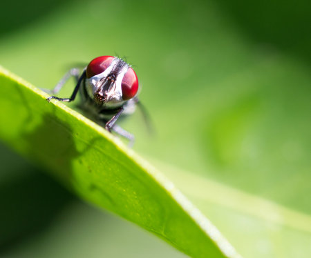 Fly on green leafの写真素材