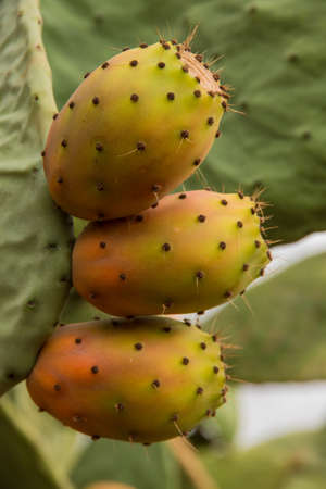 Mediterranean fruits in Salento, Italyの写真素材