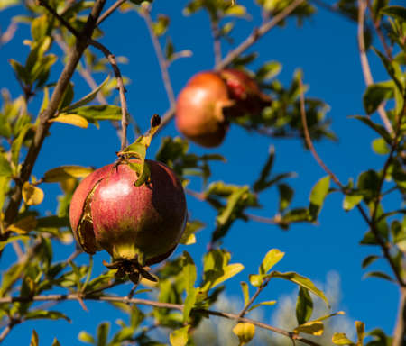 Mediterranean fruits in Salento, Italyの写真素材