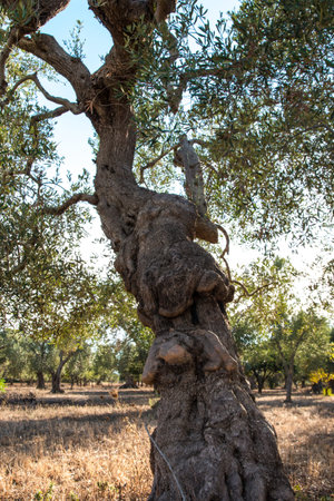 Olive tree in Salento, Italyの写真素材