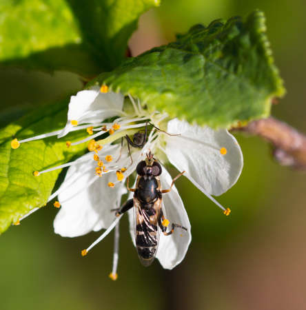 Fly on with flowerの写真素材