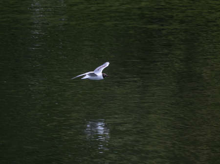 Seagull on flight in Vigeland park of Osloの写真素材