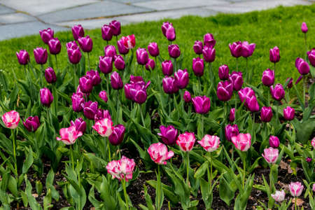 Beautiful flowers in Vigeland park, Osloの写真素材