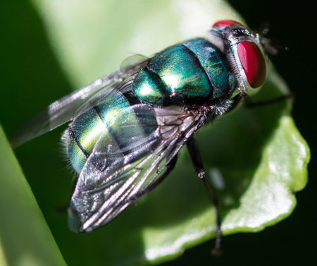 Fly on green leaf