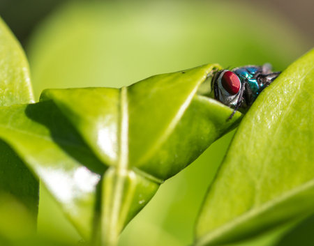 Fly on green leaf