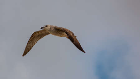 Seagull on flight in summerの写真素材