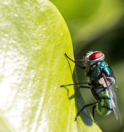 Fly on green leaf