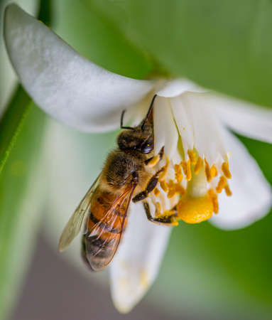 Bee on flower in summerの写真素材