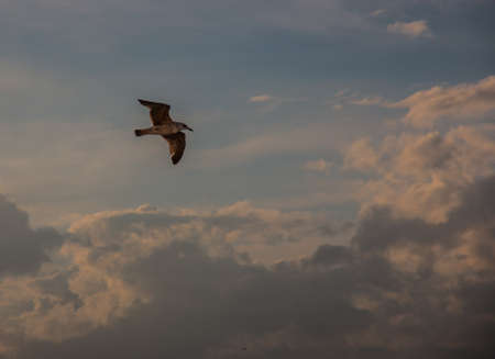 Seagull on flight in summerの写真素材
