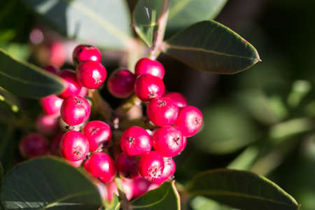 Succulent redberries in mountainの写真素材
