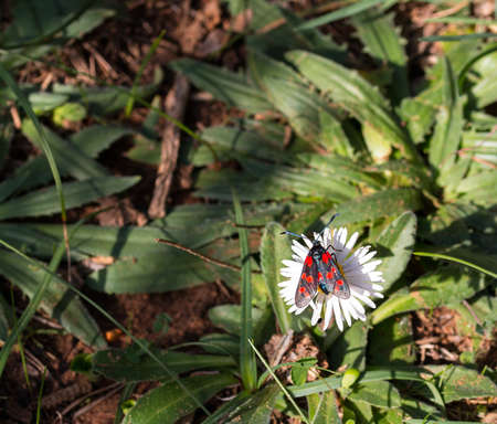 Red butterfly on white flowerの写真素材