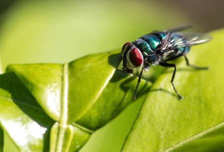 Fly on green leafの写真素材