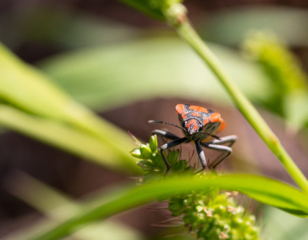 Insect on green leaf