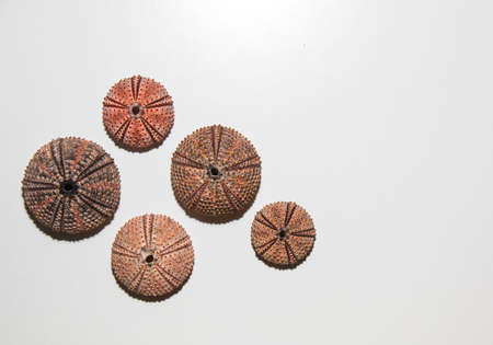 Sea urchin skeletons of various colorsの写真素材