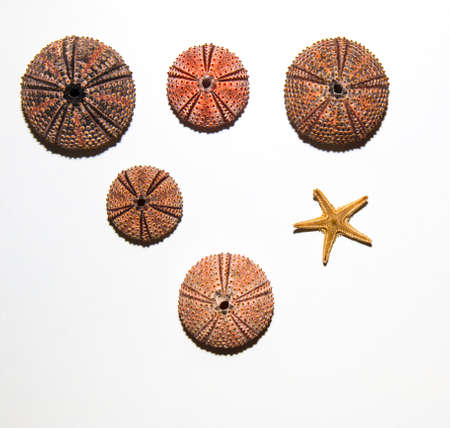 Sea urchin skeletons of various colorsの写真素材