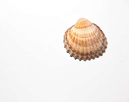 Sea shell on white backgroundの写真素材