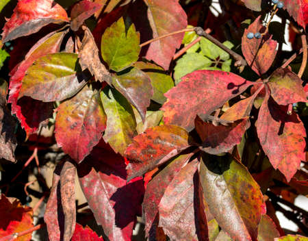 Red leaves in autumnの写真素材