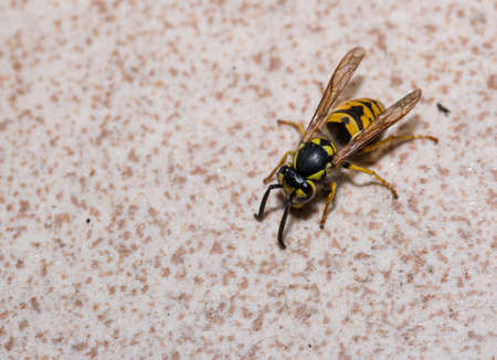 Isolated wasp on wallの写真素材