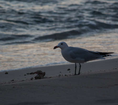 Seagull on the beach near ionian sea, Italyの写真素材