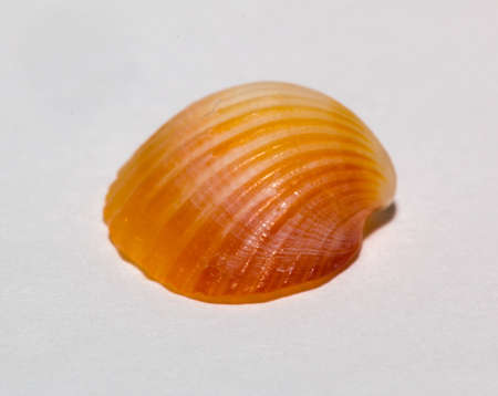 Sea shell on white backgroundの写真素材