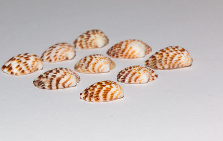 Sea shells on white background