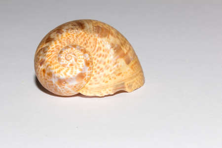 Sea shell on white backgroundの写真素材