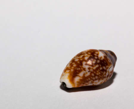 Sea shell on white backgroundの写真素材