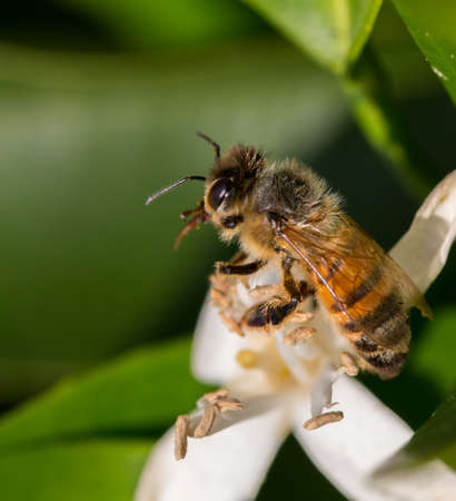 Bee on flower in summerの写真素材