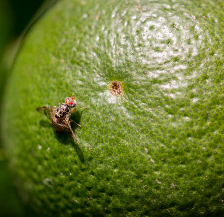 Fruit fly on citrus in autumnの写真素材