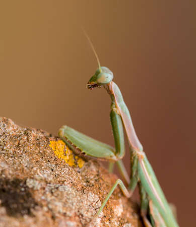 European Mantis or Praying Mantis, Mantis religiosa,の写真素材