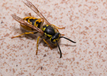 Isolated wasp on wallの写真素材