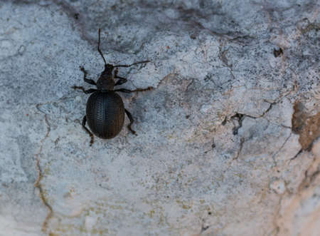 Black insect on wallの写真素材