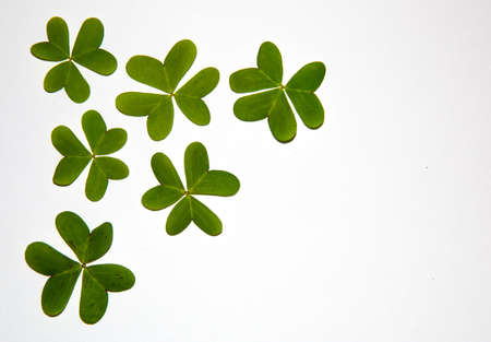 Green clover on white backgroundの写真素材