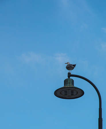 Seagull near tyrrhenian coast, Italyの写真素材