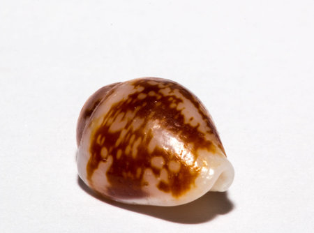 Sea shell on white background