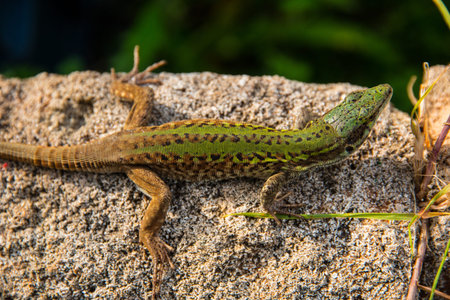 Italian Podarcis siculusの写真素材