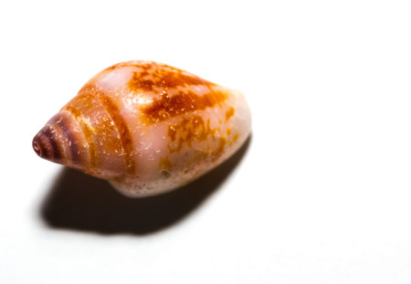Sea shell on white backgroundの写真素材