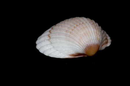 Seashell on black backgroundの写真素材