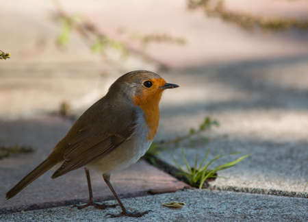 Robin in the gardenの写真素材