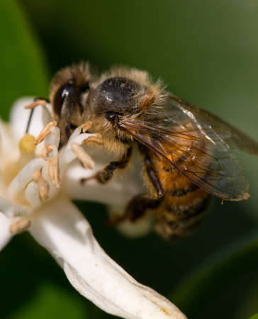 Bee on flower in summerの写真素材