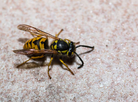 Isolated wasp on wallの写真素材