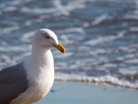 Seagull near tyrrhenian coast, Italyの写真素材