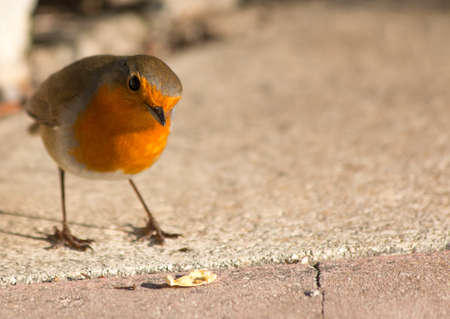 Robin in the gardenの写真素材